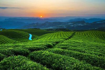 中國白茶之鄉——白茶，茶中極品與茶中茅臺